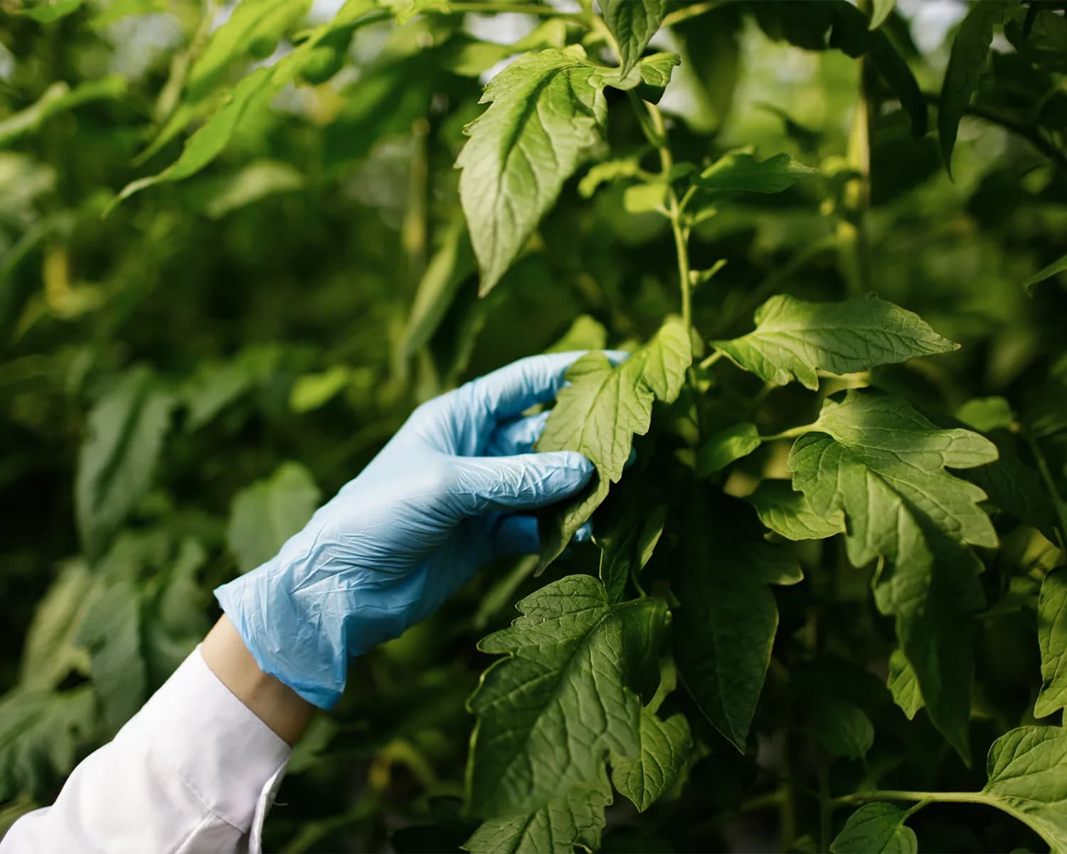 Main gantée inspectant les feuilles d'un plant de tomate