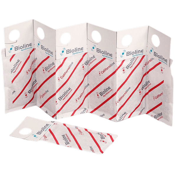 Californiline - 100 Enveloppes Gemini - 25 000 Individus - Amblyseius californicus (Araignée Rouge)