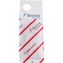Californiline - 100 Enveloppes Gemini - 25 000 Individus - Amblyseius californicus (Araignée Rouge) (2)