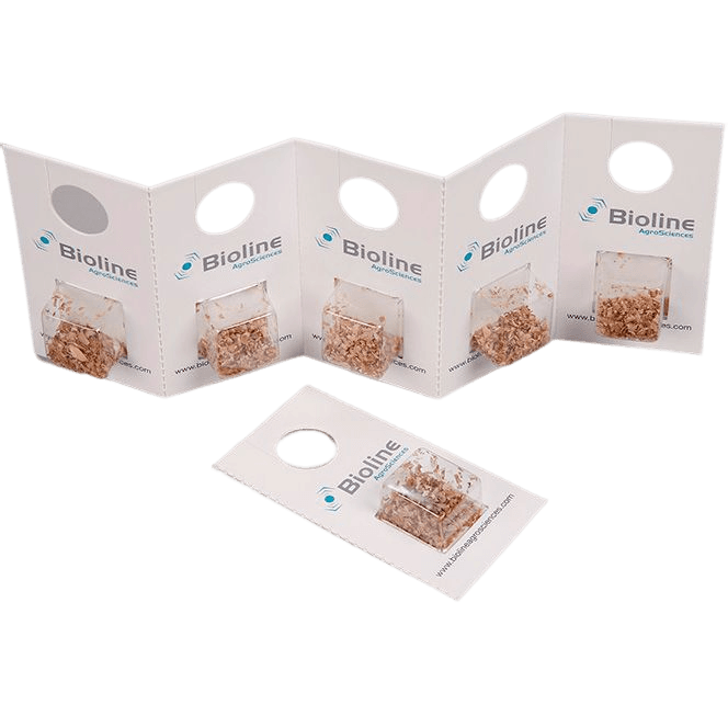 Aphiline - 10 Blister x 100 Indv. (1 000 Indv.) - Aphidius colemani (Petit puceron)
