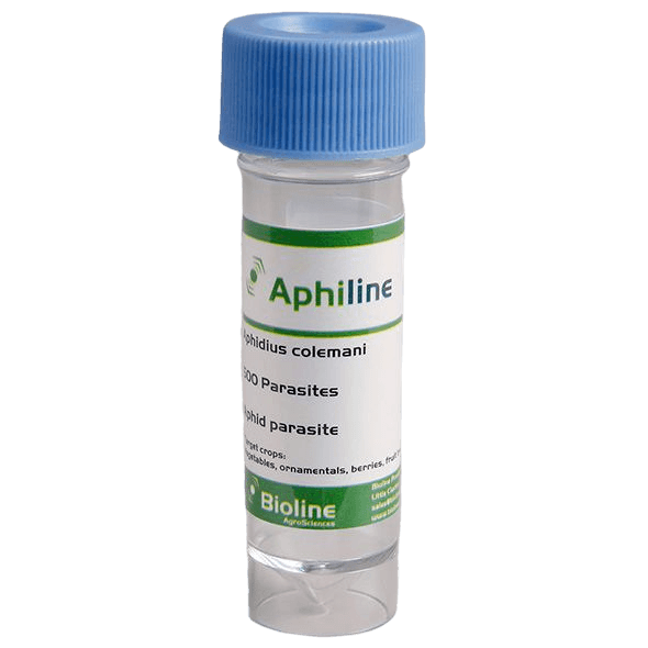 Aphiline Veg - Flacon - 500 Individus - Aphidius colemani + A. ervi + Aphelinus abdominalis (Puceron)