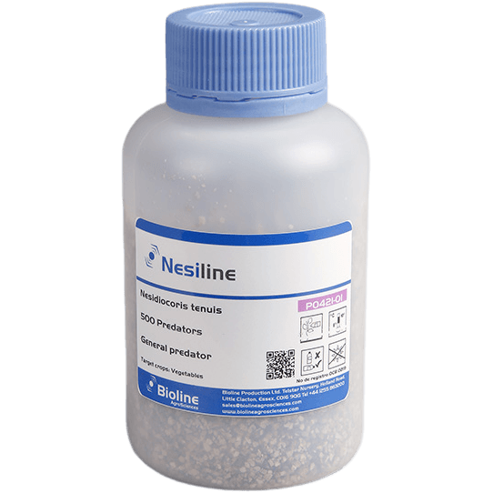 Nesiline - Pot 500 Individus - Nesidiocoris tenuis (Aleurode et Teigne de la Tomate)