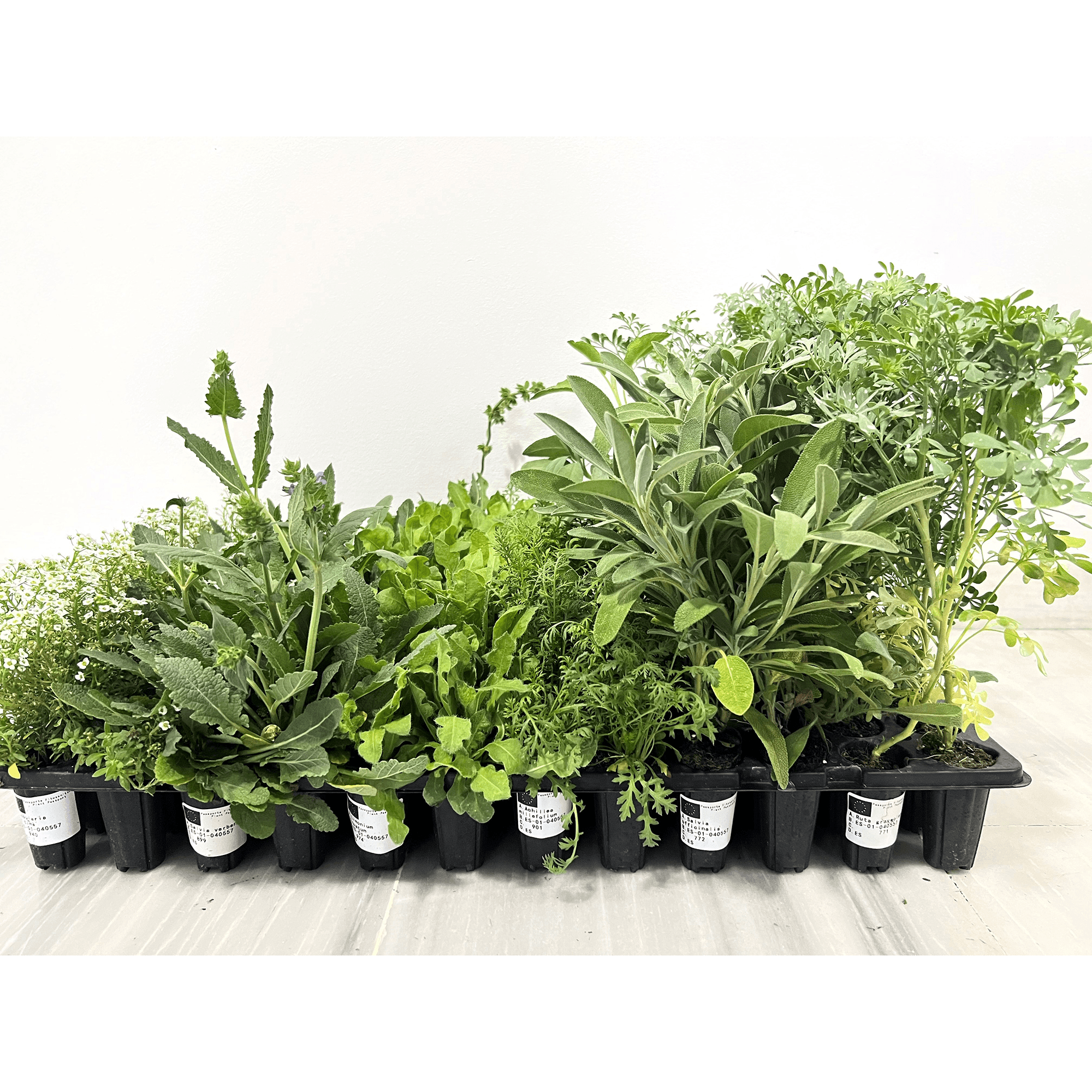 Pack de plantes d'intérieur - 108 unités