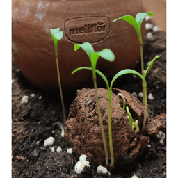Bombes de graines Meliflor (persil, coriandre et romarin) (4)