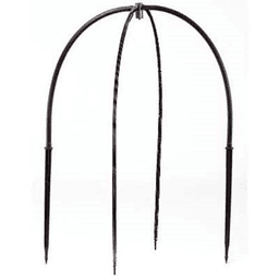 Black Spider 60cm 1 Sortie (2)