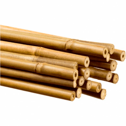 Tuteur de bambou (2)